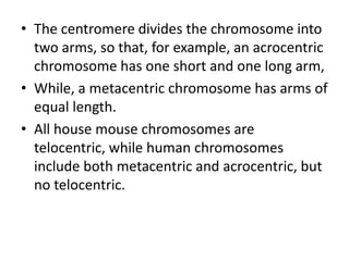 • The centromere divides the chromosome into
two arms, so that, for example, an acrocentric
chromosome has one short and o...