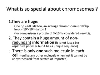 What is so special about chromosomes ?
1.They are huge:
One bp = 600 dalton, an average chromosome is 107 bp
long = 109- 1...