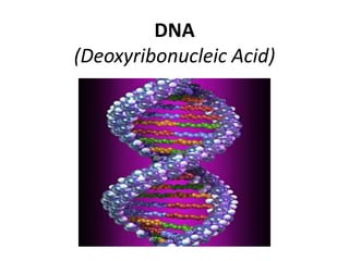 DNA
(Deoxyribonucleic Acid)
 
