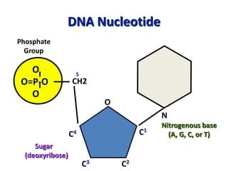 DNA Nucleotide
O
O=P-O
O
Phosphate
Group
N
Nitrogenous base
(A, G, C, or T)
CH2
O
C1
C4
C3 C2
5
Sugar
(deoxyribose)
 