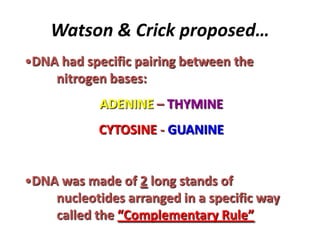 Watson & Crick proposed…
•DNA had specific pairing between the
nitrogen bases:
ADENINE – THYMINE
CYTOSINE - GUANINE
•DNA w...