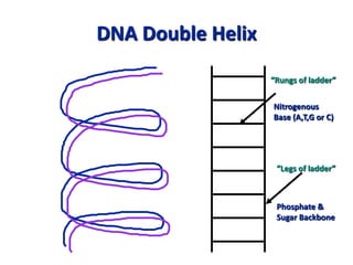 DNA Double Helix
Nitrogenous
Base (A,T,G or C)
“Rungs of ladder”
“Legs of ladder”
Phosphate &
Sugar Backbone
 