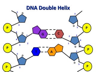 DNA Double Helix
P
P
P
O
O
O
1
2
3
4
5
5
3
3
5
P
P
P
O
O
O
1
2 3
4
5
5
3
5
3
G C
T A
 