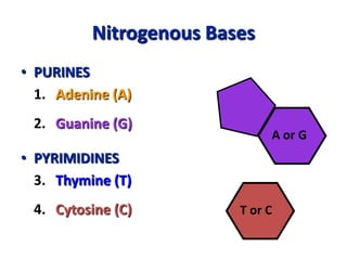 Nitrogenous Bases
• PURINES
1. Adenine (A)
2. Guanine (G)
• PYRIMIDINES
3. Thymine (T)
4. Cytosine (C) T or C
A or G
 