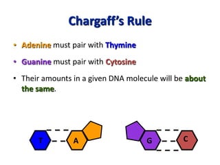 Chargaff’s Rule
• Adenine must pair with Thymine
• Guanine must pair with Cytosine
• Their amounts in a given DNA molecule...