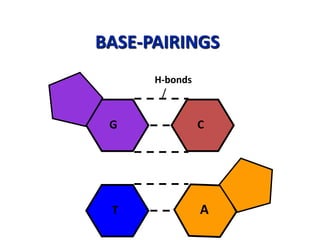 BASE-PAIRINGS
CG
H-bonds
T A
 
