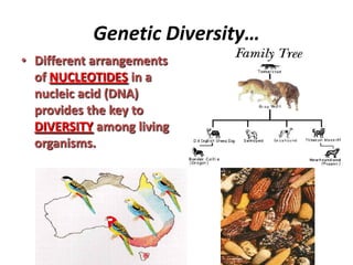 Genetic Diversity…
• Different arrangements
of NUCLEOTIDES in a
nucleic acid (DNA)
provides the key to
DIVERSITY among liv...