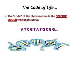 The Code of Life…
• The “code” of the chromosome is the SPECIFIC
ORDER that bases occur.
A T C G T A T G C G G…
 