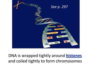 DNA is wrapped tightly around histones
and coiled tightly to form chromosomes
See p. 297
 