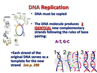 DNA Replication
• DNA must be copied
• The DNA molecule produces 2
IDENTICAL new complementary
strands following the rules...