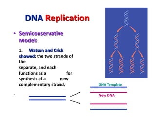 DNA Replication
• Semiconservative
Model:
1. Watson and Crick
showed: the two strands of
the parental molecule
separate, a...