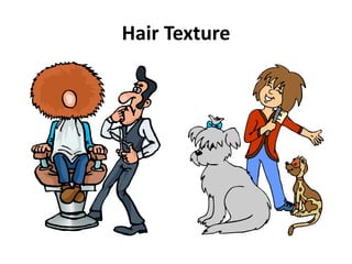 Hair Texture
 