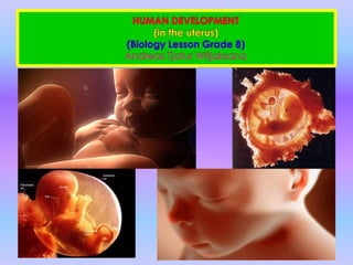 HUMAN DEVELOPMENT(in the uterus)(Biology Lesson Grade 8)Andreas Tjatur Witjaksana 