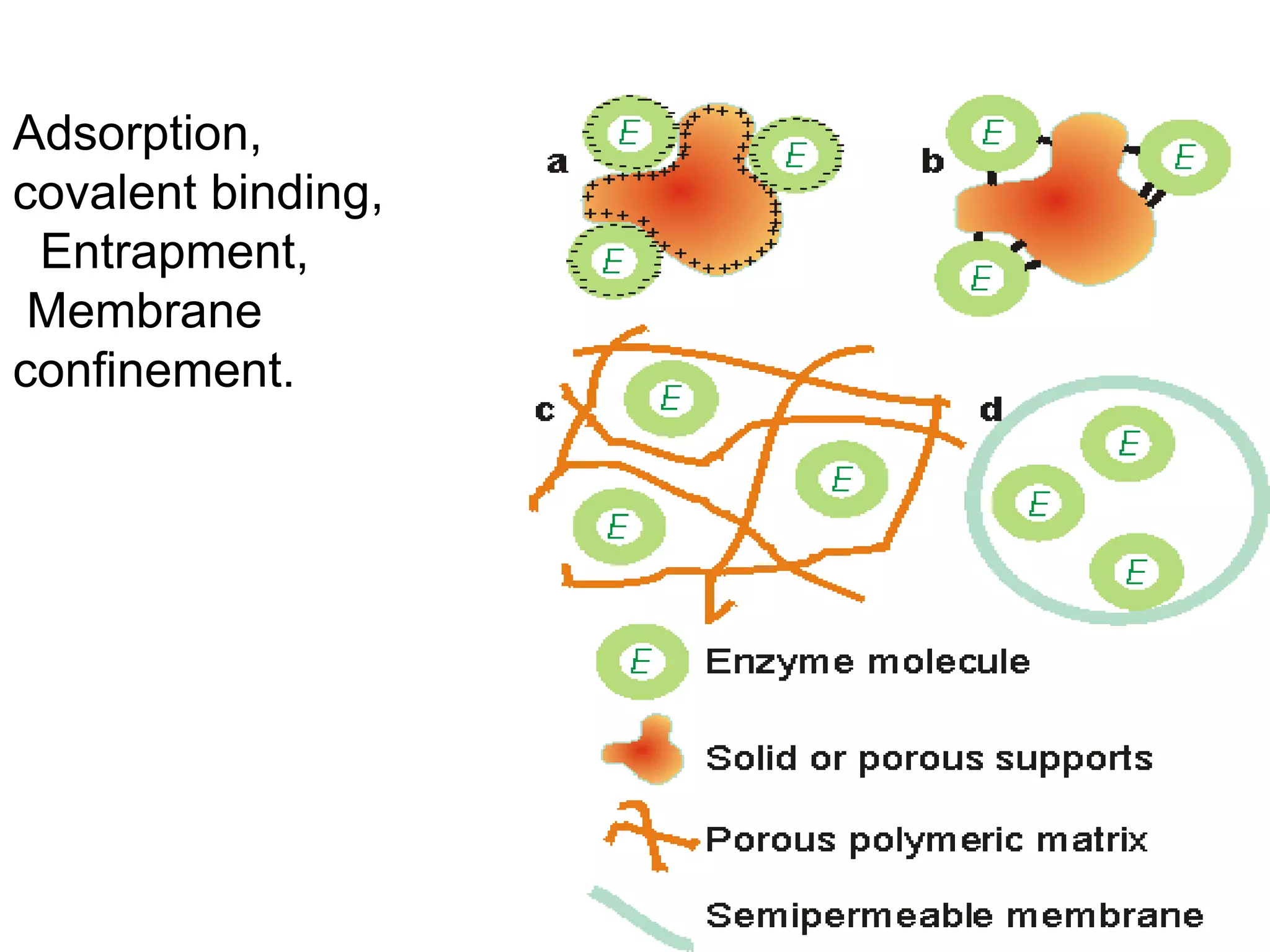Adsorption,
covalent binding,
Entrapment,
Membrane
confinement.
 