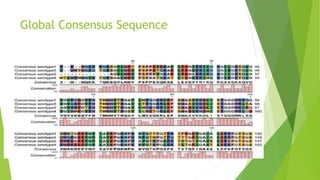 Global Consensus Sequence 
 
