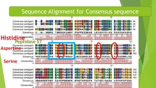 Sequence Alignment for Consensus sequence 
Histidine 
Peptidase S7 
Aspertine 
Serine 
 
