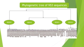 Phylogenetic tree of NS3 sequences 
DENV2 DENV3 DENV1 DENV4 
 