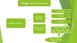 Dengue Proteins 
Structural 
Proteins 
Envelop 
Capsid 
Non-Structural 
Proteins 
Membrane 
Seven Proteins: 
NS1, NS2A,NS2B, NS3, 
NS4A, NS4B, and NS5, 
NS3: Enzymetic 
Reaction and Viral 
Replication 
Dengue Virus Structure 
 