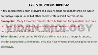 TYPES OF POLYMORPHISM
A few coelenterates, such as Hydra and sea anemone are monomorphic in which
only polyp stage is found but other coelenterates exhibit polymorphism.
Dimorphism: Many hydrozoan colonies like Tubularia and Campanularia have only
two types of zooids, the feeding zooids or gastrozooids and medusae or
nectophores that bud off from the stem or gastrozooids.
Trimorphism: Some species like Obelia and Plumularia are trimorphic because
besides gastrozooids and medusa, they also have medusa-producing gonozooids or
blastostyle.
 