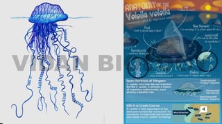 POLYMORPHISM IN COELENTERATA