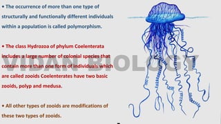 • The occurrence of more than one type of
structurally and functionally different individuals
within a population is called polymorphism.
• The class Hydrozoa of phylum Coelenterata
includes a large number of colonial species that
contain more than one form of individuals which
are called zooids Coelenterates have two basic
zooids, polyp and medusa.
• All other types of zooids are modifications of
these two types of zooids.
 