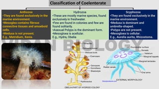 Hydrozoa
•These are mostly marine species, found
exclusively in freshwater.
•Few are found in colonies and few are
found solitarily.
•Asexual Polyps is the dominant form.
•Mesogloea is acellular.
E.g., Hydra, Obelia
Anthozoa
•They are found exclusively in the
marine environment.
•Mesoglea contains fibrous
connective tissues and amoeboid
cells.
•Medusa is not present.
E.g., Metridium, Xenia.
Scyphozoa
•They are found exclusively in the
marine environment.
•Medusa is dominant and
umbrella-shaped.
•Polyps are not present.
•Mesogloea is cellular.
E.g., Aurelia aurita, Rhizostoma.
Classification of Coelenterate
 