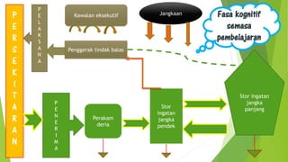 P
E
R
S
E
K
I
T
A
R
A
N
P
E
L
A
K
S
A
N
A
P
E
N
E
R
I
M
A
Kawalan eksekutif
Penggerak tindak balas
Jangkaan
Stor ingatan
jangka
panjangStor
ingatan
jangka
pendek
Perakam
deria
Fasa kognitif
semasa
pembelajaran
 