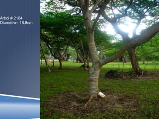 Árbol # 2104
Diametro= 18.8cm
 