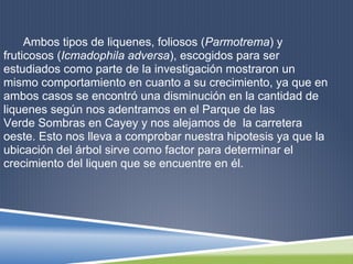 Ambos tipos de liquenes, foliosos (Parmotrema) y
fruticosos (Icmadophila adversa), escogidos para ser
estudiados como parte de la investigación mostraron un
mismo comportamiento en cuanto a su crecimiento, ya que en
ambos casos se encontró una disminución en la cantidad de
liquenes según nos adentramos en el Parque de las
Verde Sombras en Cayey y nos alejamos de la carretera
oeste. Esto nos lleva a comprobar nuestra hipotesis ya que la
ubicación del árbol sirve como factor para determinar el
crecimiento del liquen que se encuentre en él.
 
