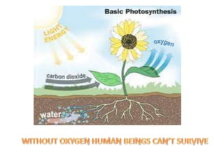 ENVIRONMENT: MEANING AND ITS COMPONENTS
