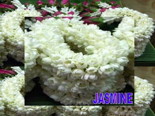 JASMINE 
