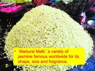 `Madurai Malli,' a variety of jasmine famous worldwide for its shape, size and fragrance. 