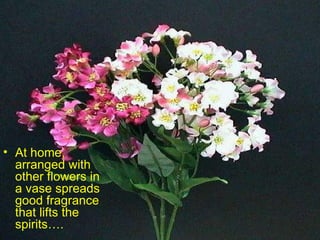At home, arranged with other flowers in a vase spreads good fragrance that lifts the spirits…. 