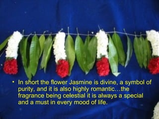 In short the flower Jasmine is divine, a symbol of purity, and it is also highly romantic…the fragrance being celestial it is always a special and a must in every mood of life. 