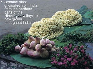 Jasmine plant originated from India, from the northern parts of the Himalayan valleys, is now grown throughout India. 
