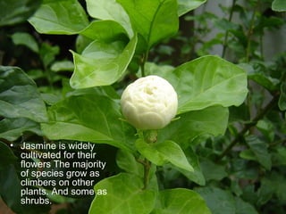 Jasmine is widely cultivated for their flowers The majority of species grow as climbers on other plants. And some as shrubs. 