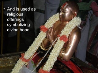 And is used as religious offerings symbolizing divine hope 
