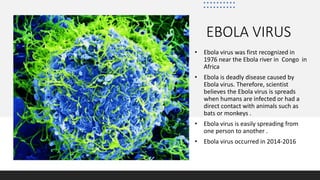 EBOLA VIRUS
• Ebola virus was first recognized in
1976 near the Ebola river in Congo in
Africa
• Ebola is deadly disease caused by
Ebola virus. Therefore, scientist
believes the Ebola virus is spreads
when humans are infected or had a
direct contact with animals such as
bats or monkeys .
• Ebola virus is easily spreading from
one person to another .
• Ebola virus occurred in 2014-2016
 