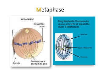 mitosis | PPTX