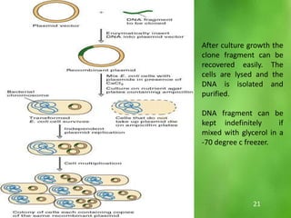 After culture growth the
clone fragment can be
recovered easily. The
cells are lysed and the
DNA is isolated and
purified.
DNA fragment can be
kept indefinitely if
mixed with glycerol in a
-70 degree c freezer.
21
 