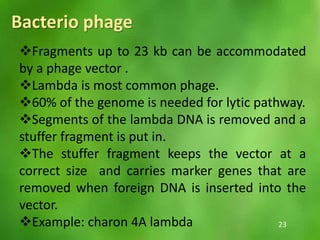 Fragments up to 23 kb can be accommodated
by a phage vector .
Lambda is most common phage.
60% of the genome is needed for lytic pathway.
Segments of the lambda DNA is removed and a
stuffer fragment is put in.
The stuffer fragment keeps the vector at a
correct size and carries marker genes that are
removed when foreign DNA is inserted into the
vector.
Example: charon 4A lambda
Bacterio phage
23
 
