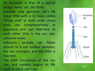 Its structure is that of a typical
phage: head, tail, tail fibres.
Lambda viral genome: 48.5 kb
linear DNA with a 12 base ssDNA
"sticky end" at both ends; these
ends are complementary in
sequence and can hybridize to
each other (this is the cos site:
cohesive ends).
Infection: lambda tail fibres
adsorb to a cell surface receptor,
the tail contracts, and the DNA is
injected.
The DNA circularizes at the cos
site, and lambda begins its life
cycle in the E. coli host.
24
 