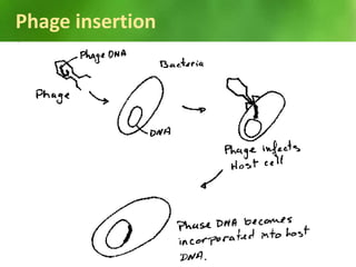 Phage insertion
25
 