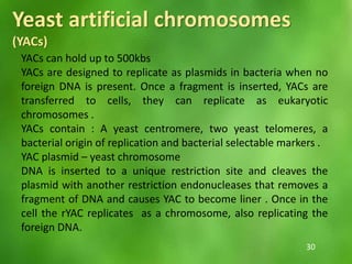YACs can hold up to 500kbs
YACs are designed to replicate as plasmids in bacteria when no
foreign DNA is present. Once a fragment is inserted, YACs are
transferred to cells, they can replicate as eukaryotic
chromosomes .
YACs contain : A yeast centromere, two yeast telomeres, a
bacterial origin of replication and bacterial selectable markers .
YAC plasmid – yeast chromosome
DNA is inserted to a unique restriction site and cleaves the
plasmid with another restriction endonucleases that removes a
fragment of DNA and causes YAC to become liner . Once in the
cell the rYAC replicates as a chromosome, also replicating the
foreign DNA.
Yeast artificial chromosomes
(YACs)
30
 