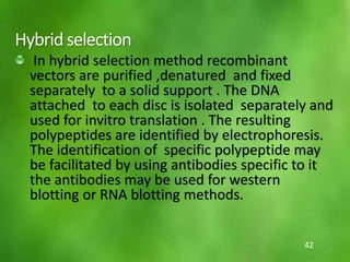Hybridselection
In hybrid selection method recombinant
vectors are purified ,denatured and fixed
separately to a solid support . The DNA
attached to each disc is isolated separately and
used for invitro translation . The resulting
polypeptides are identified by electrophoresis.
The identification of specific polypeptide may
be facilitated by using antibodies specific to it
the antibodies may be used for western
blotting or RNA blotting methods.
42
 