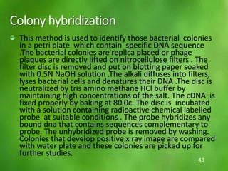 Colony hybridization
This method is used to identify those bacterial colonies
in a petri plate which contain specific DNA sequence
.The bacterial colonies are replica placed or phage
plaques are directly lifted on nitrocellulose filters . The
filter disc is removed and put on blotting paper soaked
with 0.5N NaOH solution .The alkali diffuses into filters,
lyses bacterial cells and denatures their DNA .The disc is
neutralized by tris amino methane HCl buffer by
maintaining high concentrations of the salt. The cDNA is
fixed properly by baking at 80 0c. The disc is incubated
with a solution containing radioactive chemical labelled
probe at suitable conditions . The probe hybridizes any
bound dna that contains sequences complementary to
probe. The unhybridized probe is removed by washing.
Colonies that develop positive x ray image are compared
with water plate and these colonies are picked up for
further studies.
43
 