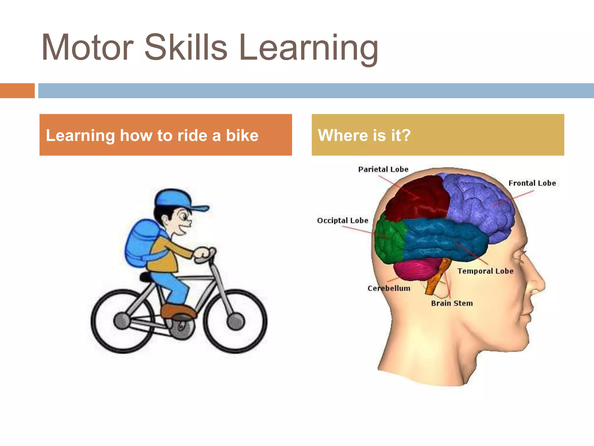 Motor Skills LearningLearning how to ride a bikeWhere is it?
