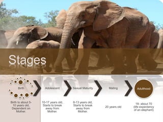 Birth
Birth to about 5-
10 years old,
Dependent on
Mother.
Adolescent
10-17 years old,
Starts to break
away from
Mother.
S...