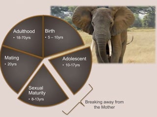 Birth
• 5 – 10yrs
Adolescent
• 10-17yrs
Sexual
Maturity
• 8-13yrs
Mating
• 20yrs
Adulthood
• 18-70yrs
Breaking away from
t...