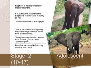 Elephant is not dependent on
mother anymore.
It is during this stage that the
Elephants reach sexual maturity
(8-13).
They...